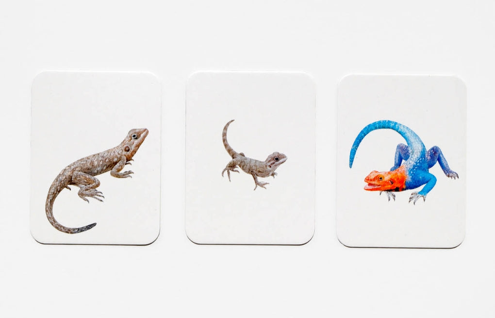 Tierfamilien-Memo von Laurence King Verlag – Bild 5