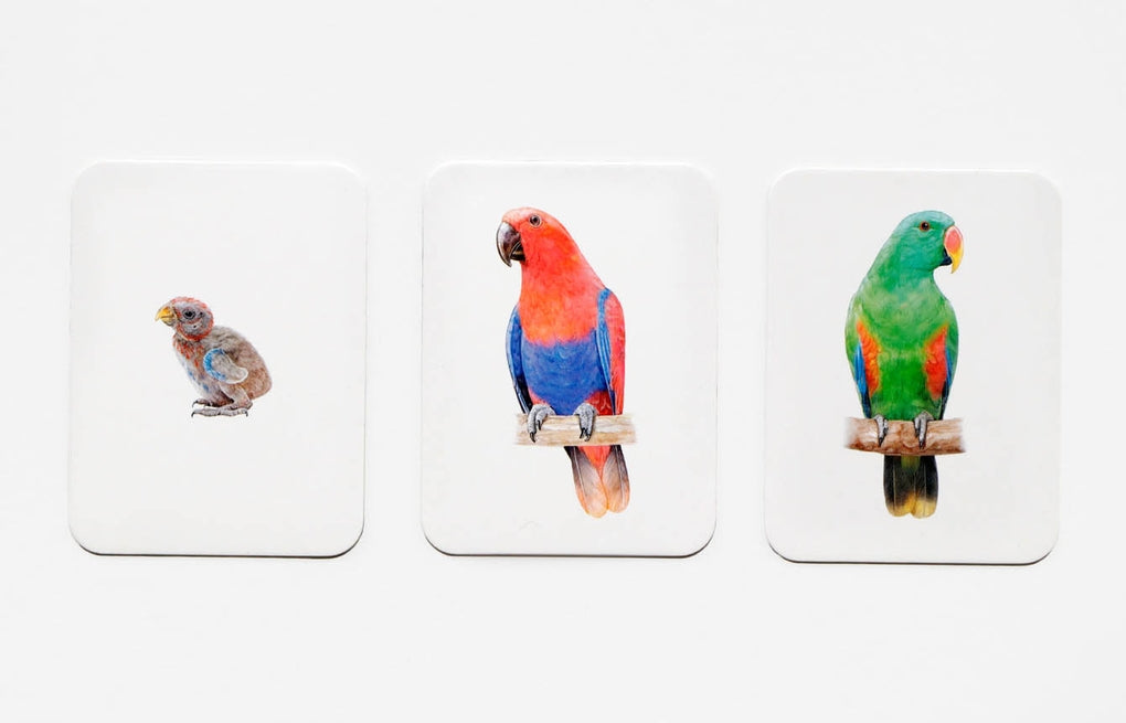 Tierfamilien-Memo von Laurence King Verlag – Bild 6