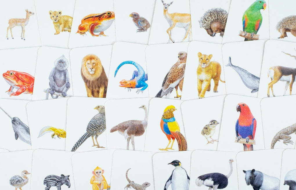 Tierfamilien-Memo von Laurence King Verlag – Bild 9