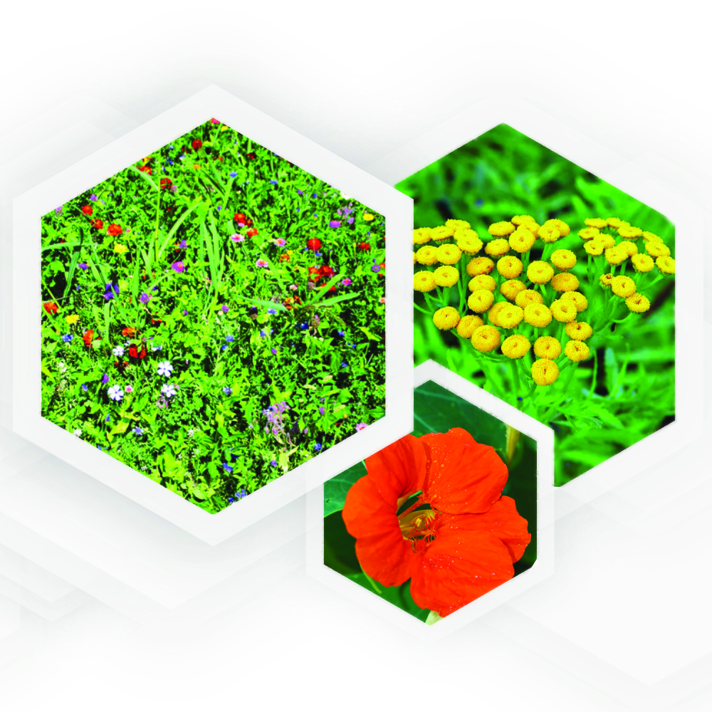 SCHMETTERLINGSOASE Saatgut – Lebensraum für Schmetterlinge – 275G – Bild 2